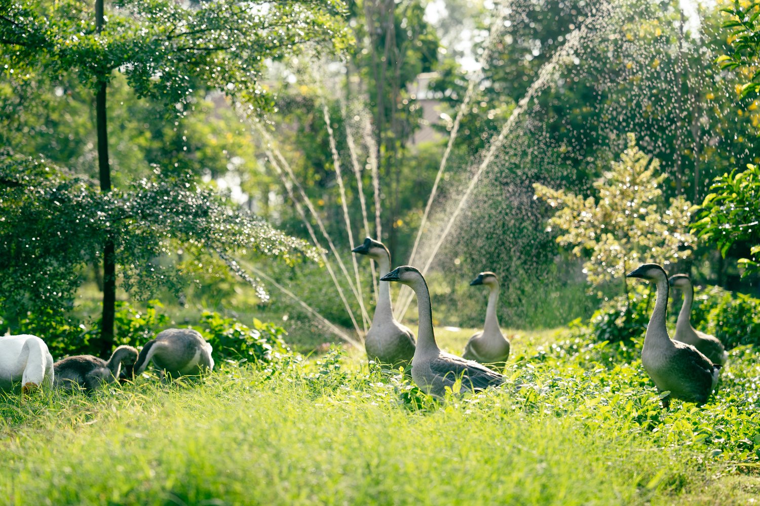 Jak wybrać odpowiedni system podlewania ogrodu